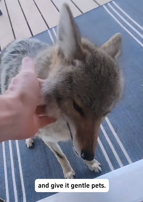 C2507002 The wolf stuck on the car hood got rescued by this dude part2