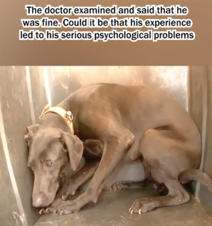 C1707008 Rescue a puppy that has been abused for a long time part2