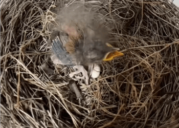 C2507003 When your hike becomes a BIRD RESCUE mission part2