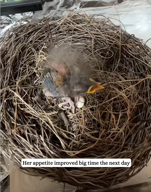 C2507003 When your hike becomes a BIRD RESCUE mission part2