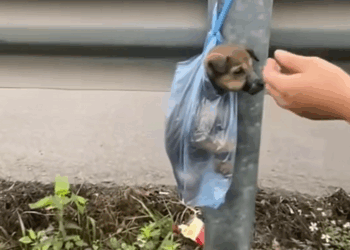 C2507005 With pleading eyes and a pitiful face the abused dog was rescued part2