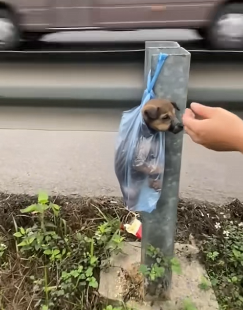 C2507005 With pleading eyes and a pitiful face the abused dog was rescued part2