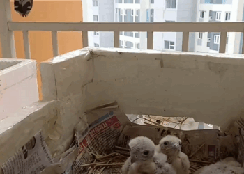 C2507006 Girl rescues kestrel and takes care of its children part2