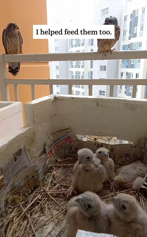 C2507006 Girl rescues kestrel and takes care of its children part2