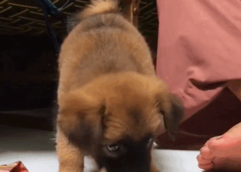 C2507007 This puppy found on the road and after year rescue animals part2