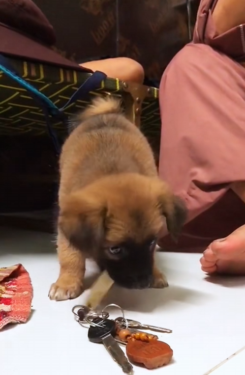 C2507007 This puppy found on the road and after year rescue animals part2