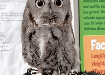 C2607001 Starving, infected, blind—this poor soul needed a hero part2