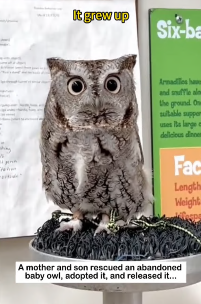 C2607001 Starving, infected, blind—this poor soul needed a hero part2