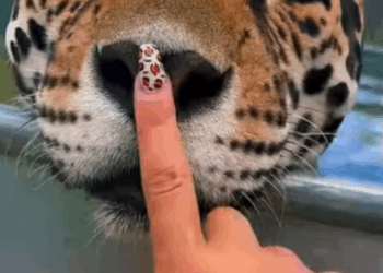 C2607002 Injured leopard rescued by lucky family part 2