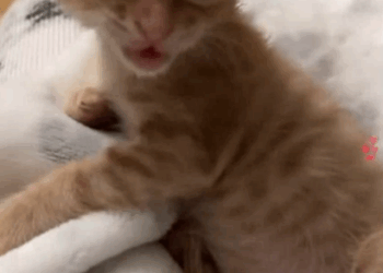 C2607003 Left in the cold with no shelter, no food, no hope part2