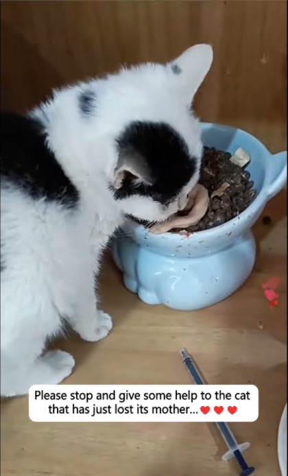 C2607004 We opened the dumpster and saw something moving part2