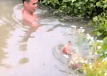 C1807001 Rescue a puppy that has fallen into the water part 2