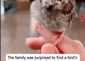 C2607006 We followed the sounds of crying part 2