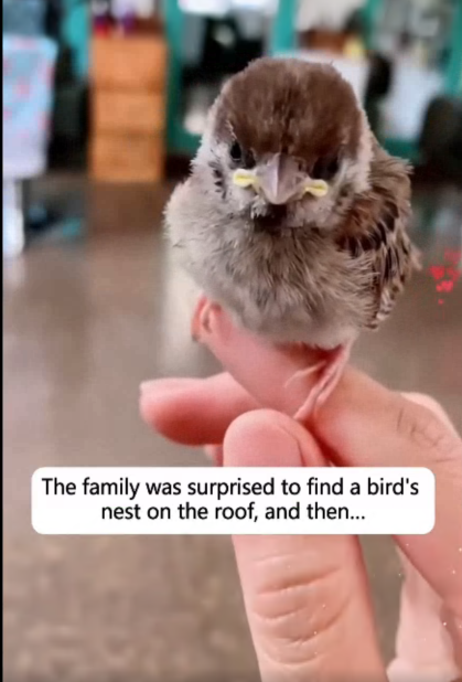 C2607006 We followed the sounds of crying part 2