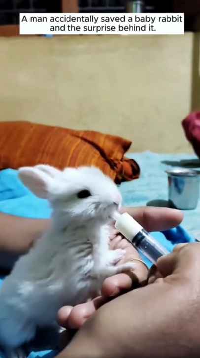 C2907001 A man rescued a baby bunny and the ending part2