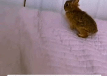 C2907002 Rescue a baby rabbit part2