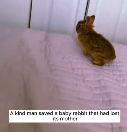C2907002 Rescue a baby rabbit part2