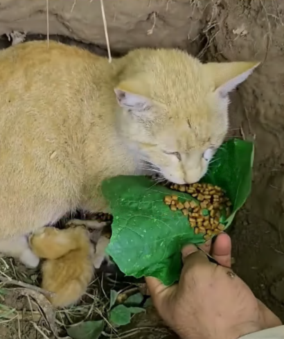 C2907003 Rescue a family of cats part2