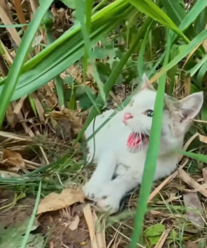 C2907004 Rescue family of cats animals part2