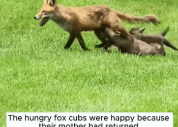 C2907005 Rescue fox buried in the ground and the surprise is part2