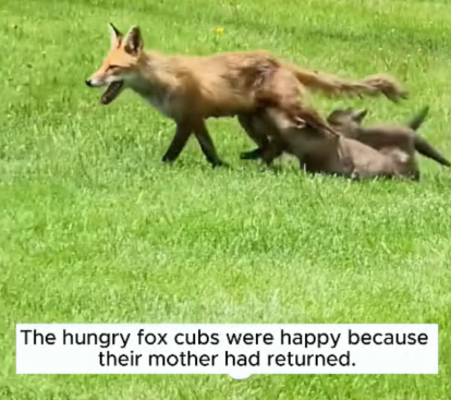 C2907005 Rescue fox buried in the ground and the surprise is part2