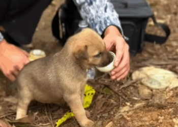 C2907006 Rescue puppy animals rescue part2