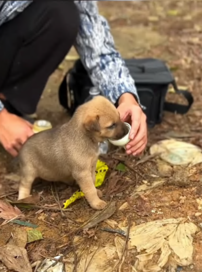 C2907006 Rescue puppy animals rescue part2