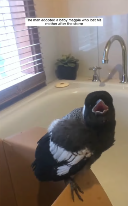 C2907007 The man adopted baby magpie who lost his mother part2