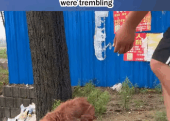 C1807002 Rescue a puppy that was injured and searching for food in trash part2