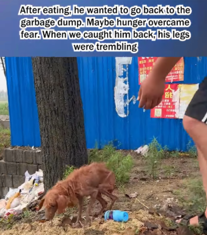 C1807002 Rescue a puppy that was injured and searching for food in trash part2