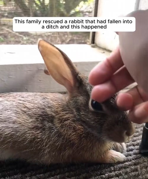 C3007001 Dumped in the river, barely alive, but still breathing part2