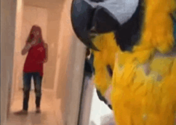 C3007002 It dragged itself for miles with shattered legs part 2