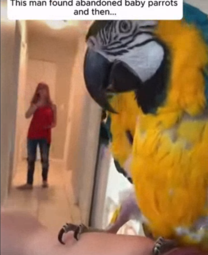 C3007002 It dragged itself for miles with shattered legs part 2