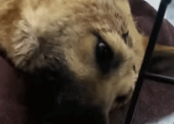 C3007004 Screaming in pain but no one cared to stop part2