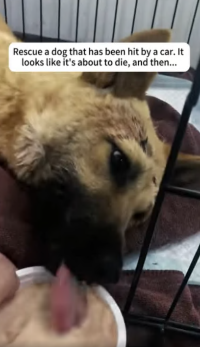 C3007004 Screaming in pain but no one cared to stop part2