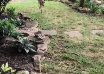 C3007006 This animal’s cries haunted us for nights part2