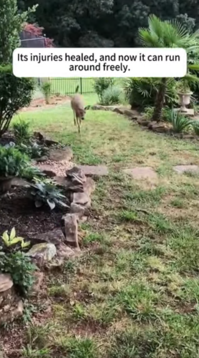 C3007006 This animal’s cries haunted us for nights part2