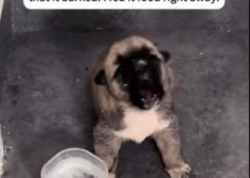 C3007008 It hadn’t moved in days, but its heart was still beating part2