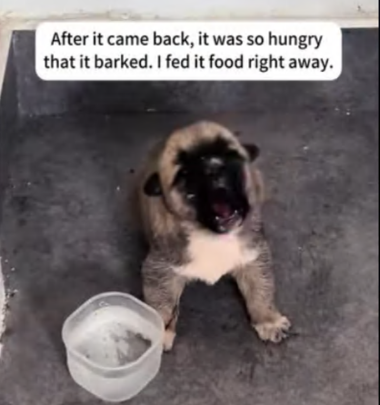 C3007008 It hadn’t moved in days, but its heart was still beating part2