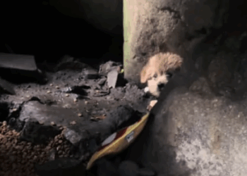 C3007009 We followed a trail of blood and found this part2