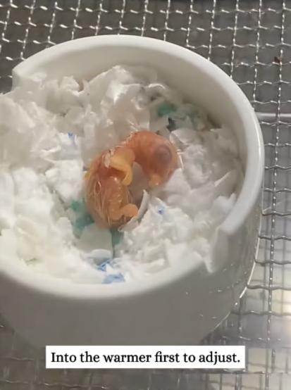 C3007010 Chained and left to starve in complete darkness part2