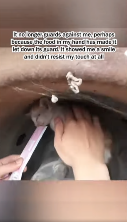 C1707001 A man took in a kitten that couldnt find its mother part2