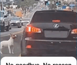 M1009He was thrown out of Moving Car by his owner Chino will never forget #dog #dogrescue #rescue #rescuepup (1)