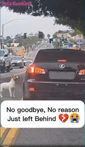 M1009He was thrown out of Moving Car by his owner Chino will never forget #dog #dogrescue #rescue #rescuepup (1)