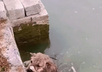 M1008026_Dog rushed into the water to save the kitten rescue animals animal…_part2