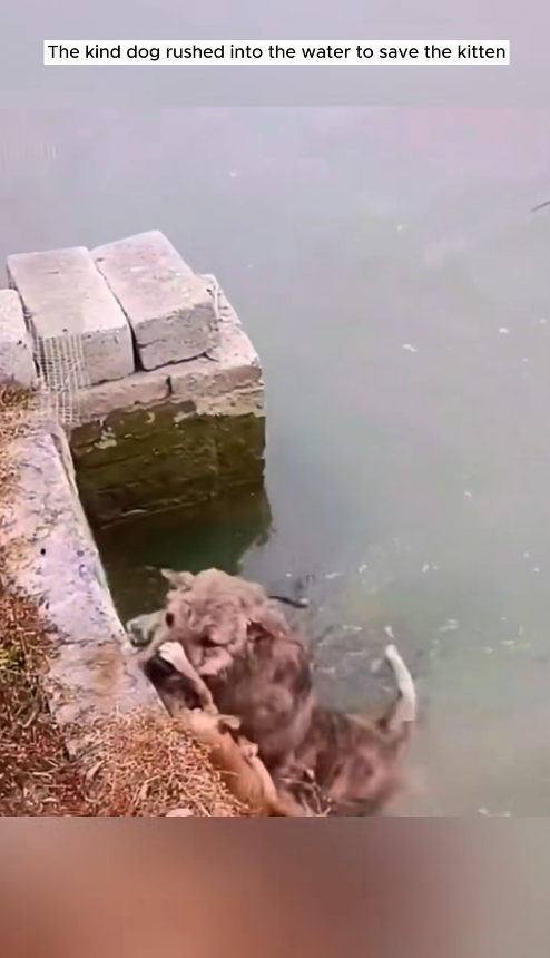 M1008026_Dog rushed into the water to save the kitten rescue animals animal…_part2