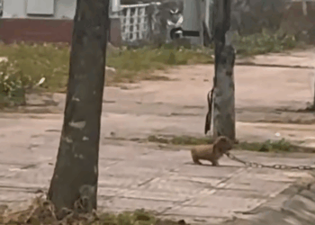 M1509005_Rescate de un lindo bebé abandonado con cadenas adoptanocompres fblifestyle fypシ amorporlosanimales Dog Soccer_part2