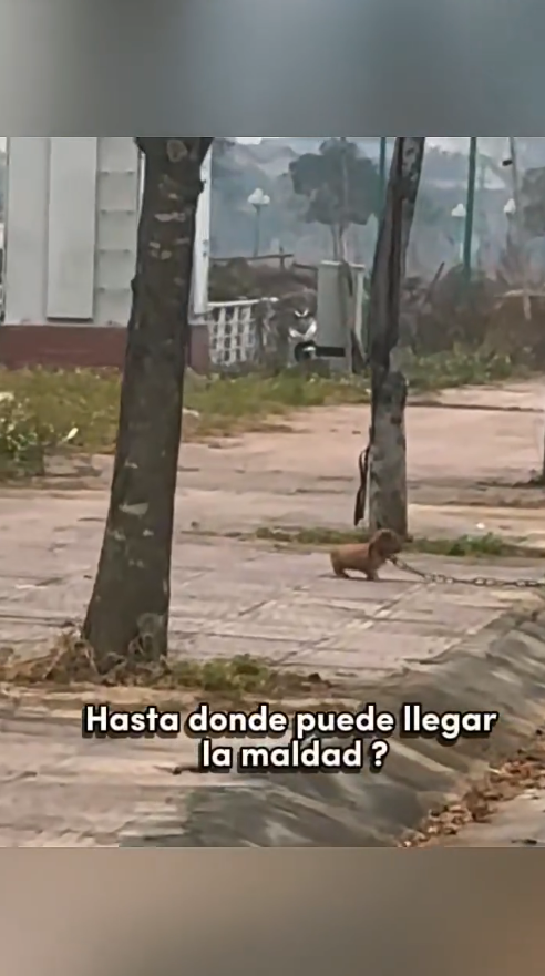 M1509005_Rescate de un lindo bebé abandonado con cadenas adoptanocompres fblifestyle fypシ amorporlosanimales Dog Soccer_part2