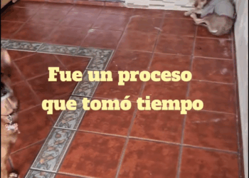 M1009015 La aventura de Togo un rescate que lo cambió todo