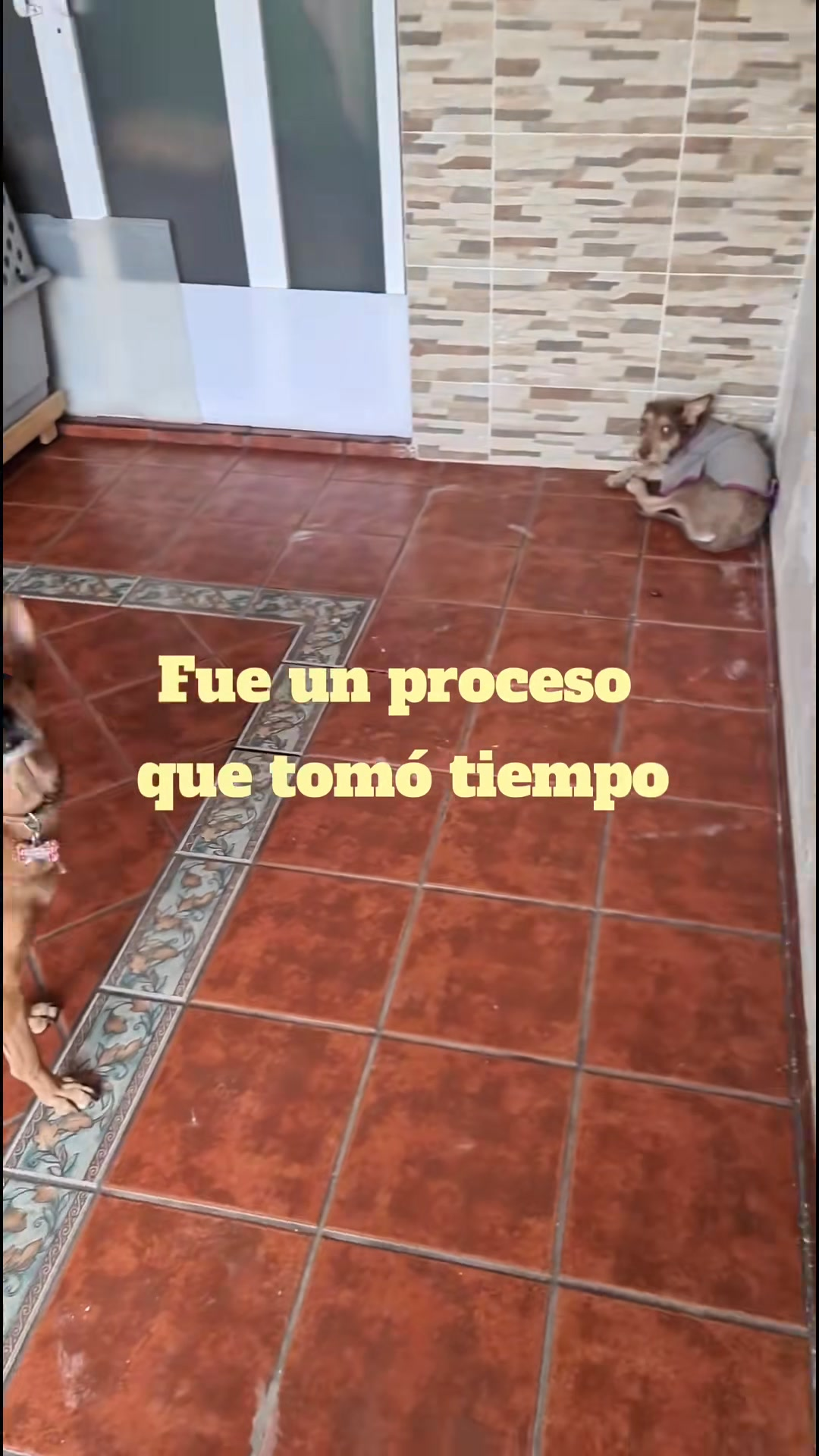 M1009015 La aventura de Togo un rescate que lo cambió todo